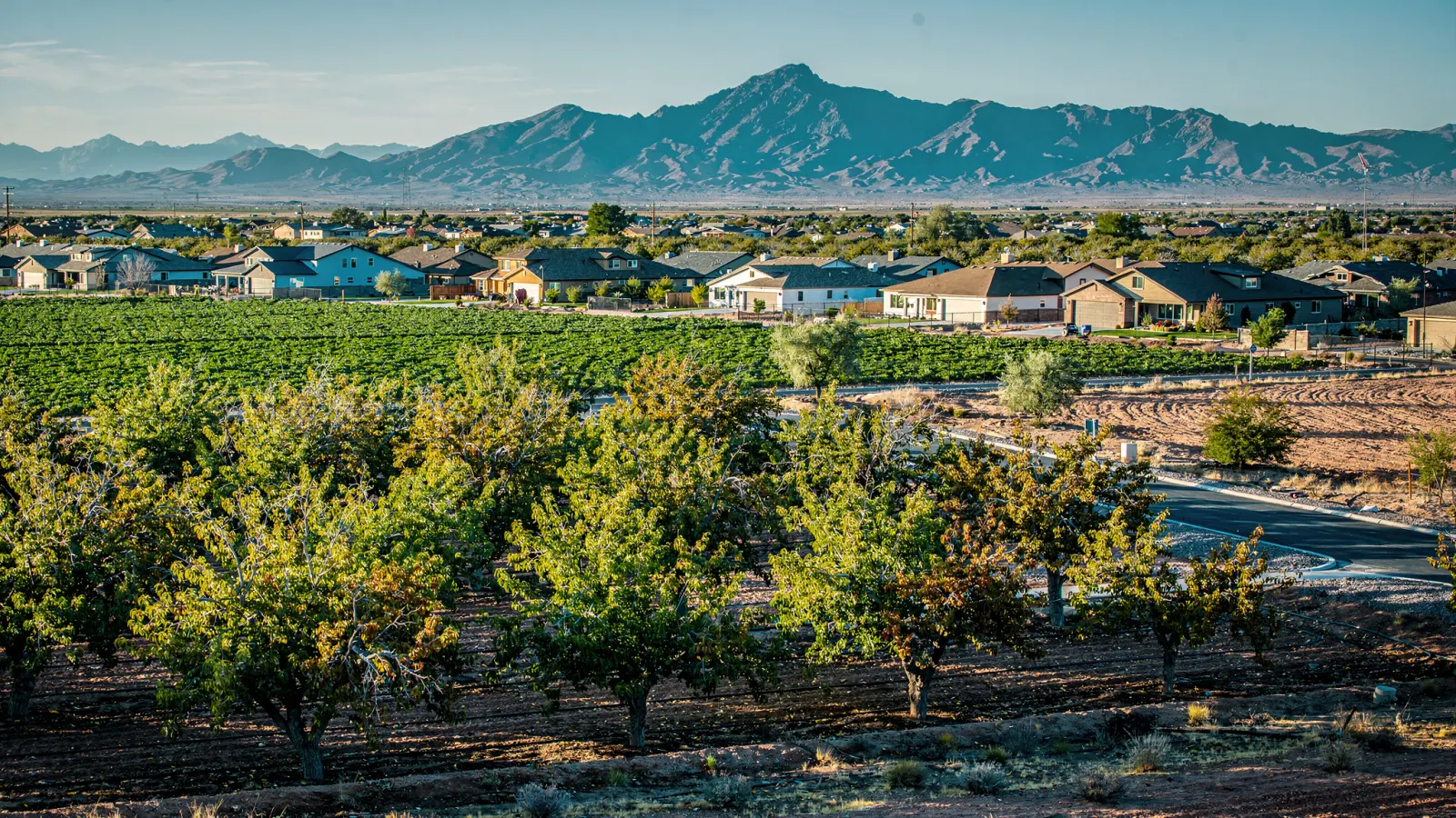 Pecan orchards and farm fields beside new Queen Creek subdivisions with the San Tan Mountains